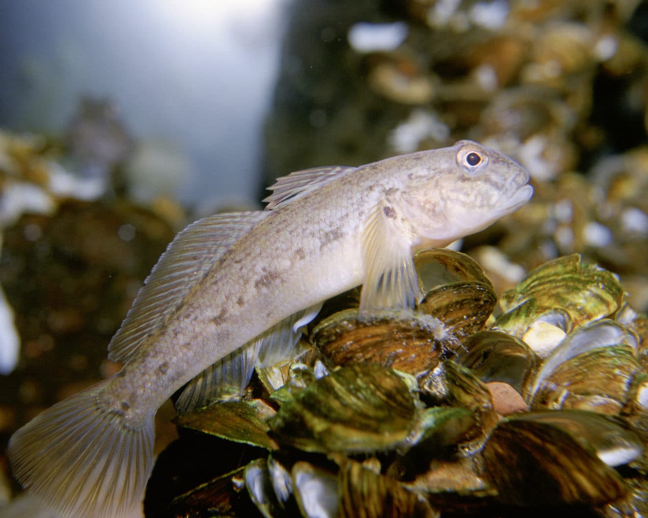 Filets de poisson blanc à la chair nacrée posés sur un plan de travail
