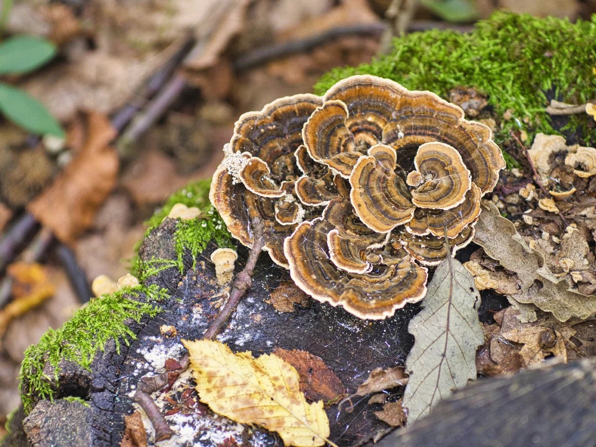 Champignons queue de dinde en rosettes concentriques sur un tronc d'arbre mort